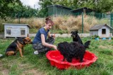 Schronisko dla Zwierząt w Bydgoszczy potrzebuje basenów dla psów. Prosi o wsparcie