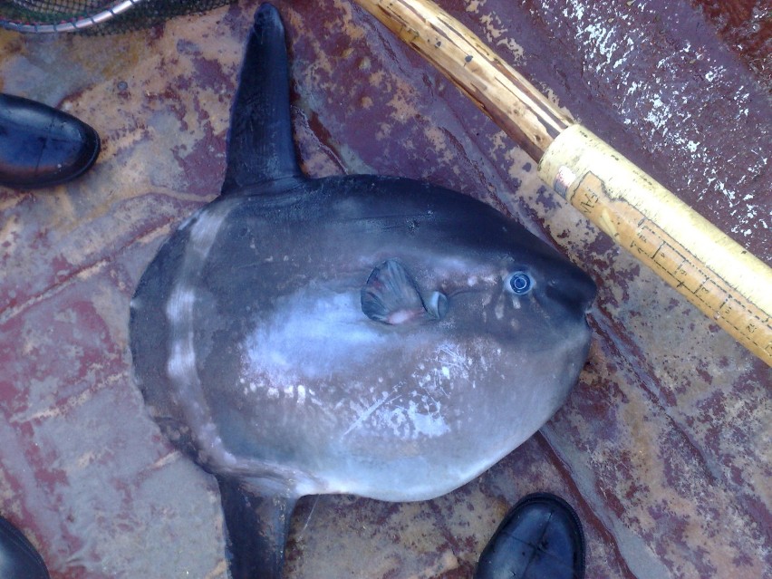 Samogłów - ryba, którą złapał Piotr Nimoth, rybak z Kuźnicy