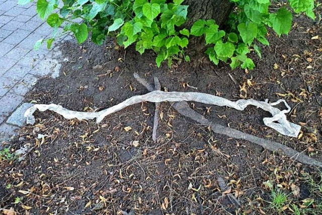 Na osiedlu Tysiąclecia odnaleziono kolejną wylinkę pytona. Zwierzę ma około 2,5 metra długości. To już kolejne znalezisko w Katowicach w przeciągu tygodnia.