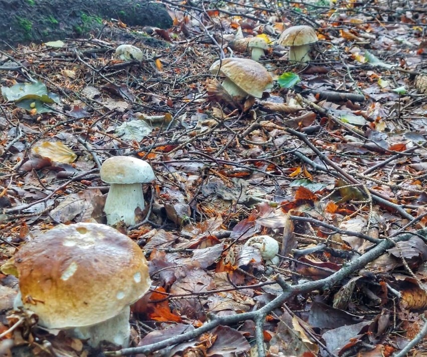 Wysyp grzybów w wałbrzyskich lasach
