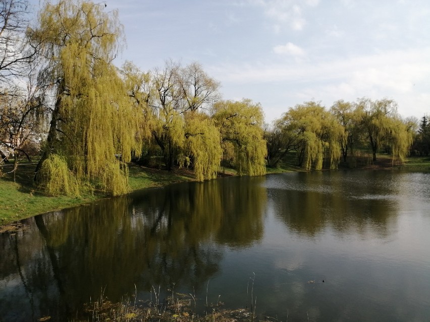 Piękna wiosna w Parku Przyjaźni w Kaliszu