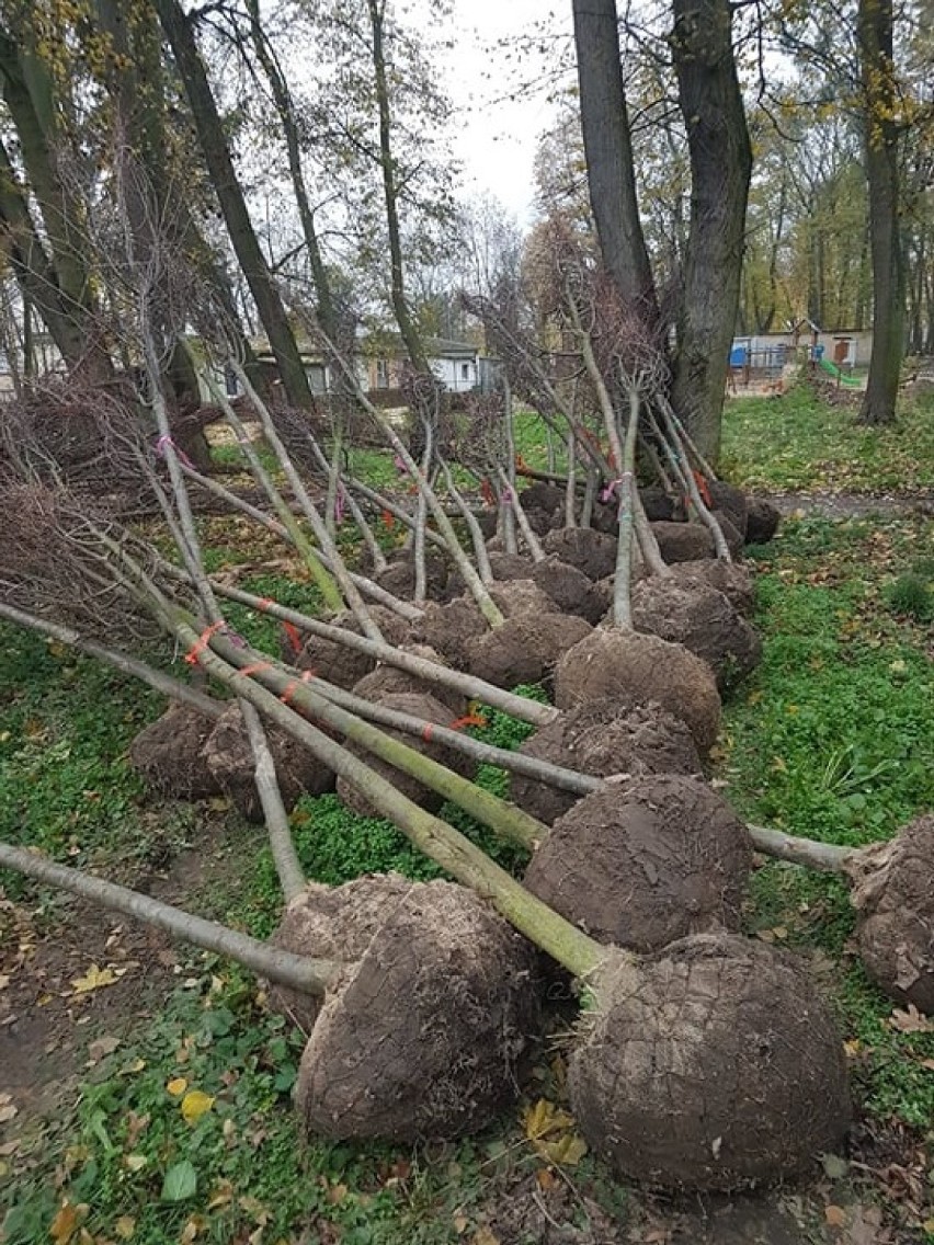 Rozpoczęło się nasadzanie drzew i krzewów w Ludomach