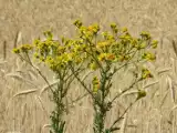 Trująca roślina w Polsce. Starzec jakubek - ta znana roślina jest silnie toksyczna i rakotwórcza