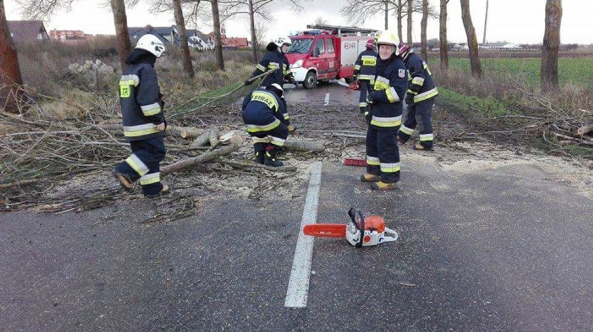 Nowy Dwór Gdański.  Połamane gałęzie, powalone drzewa - - to...