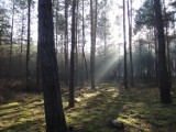 Styczniowa aura w lubuskim lesie (zdjęcia)