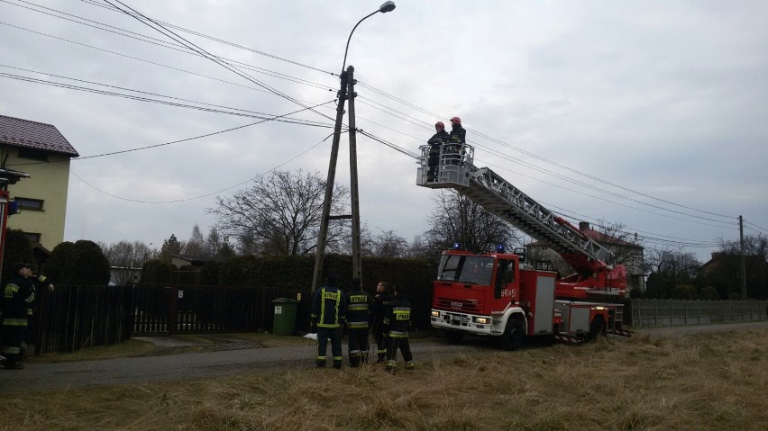 Lędziny: Strażacy uratowali kota uwięzionego na słupie [FOTO, WIDEO]