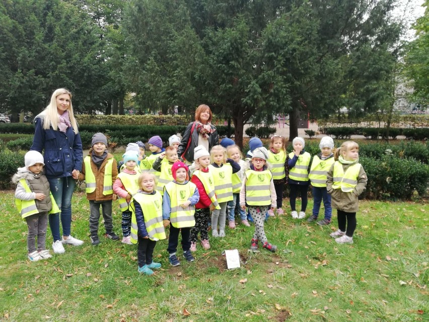 Przedszkolaki z jedynki sadziły drzewka pamięci