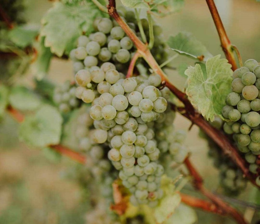 Producenci win z całego regionu zjadą do Dalkowa