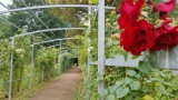 Park Grabek w Czeladzi to świetne miejsce na spacery i letni wypoczynek. Unikatowy plac zabaw, staw, teżnia i różana aleja czekają  