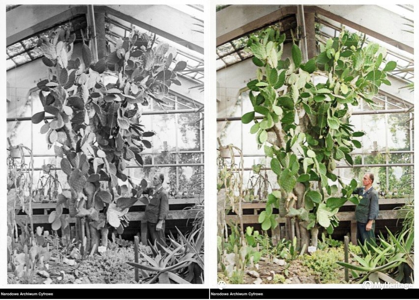 Kaktus w ogrodzie botanicznym w Krakowie, 1939 - 1945