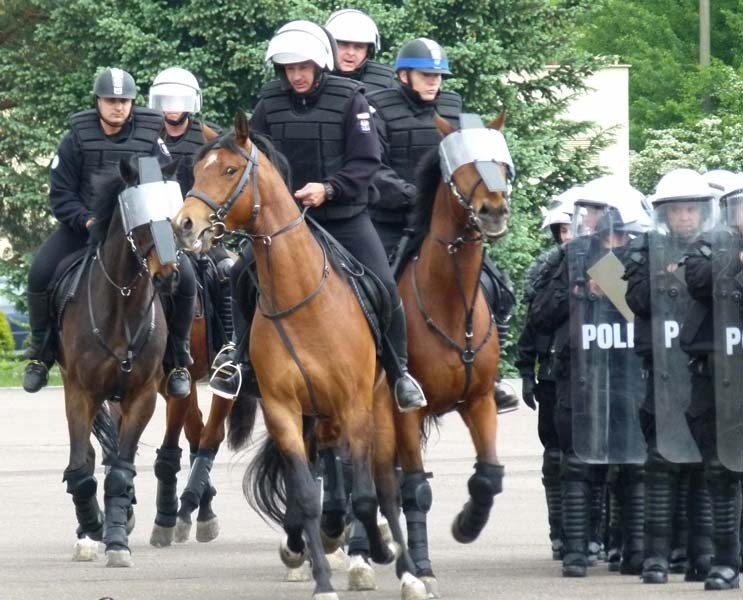 Atestacja policyjnych koni odbyła się w czwartek w Łodzi