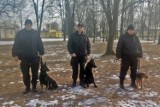 Nowe psy policyjne w Szczecinie. Są wyszkolone do szukania narkotyków 