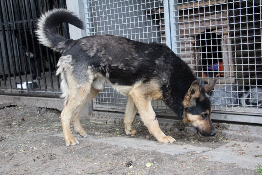 Pies przywieziony 18 maja 2021 r. z gminy Murowana Goślina....