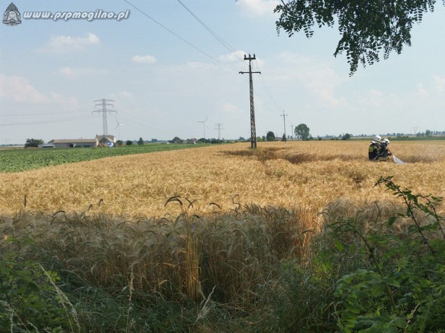 Pożar zboża na pniu w pobliżu miejscowości Bożejewice