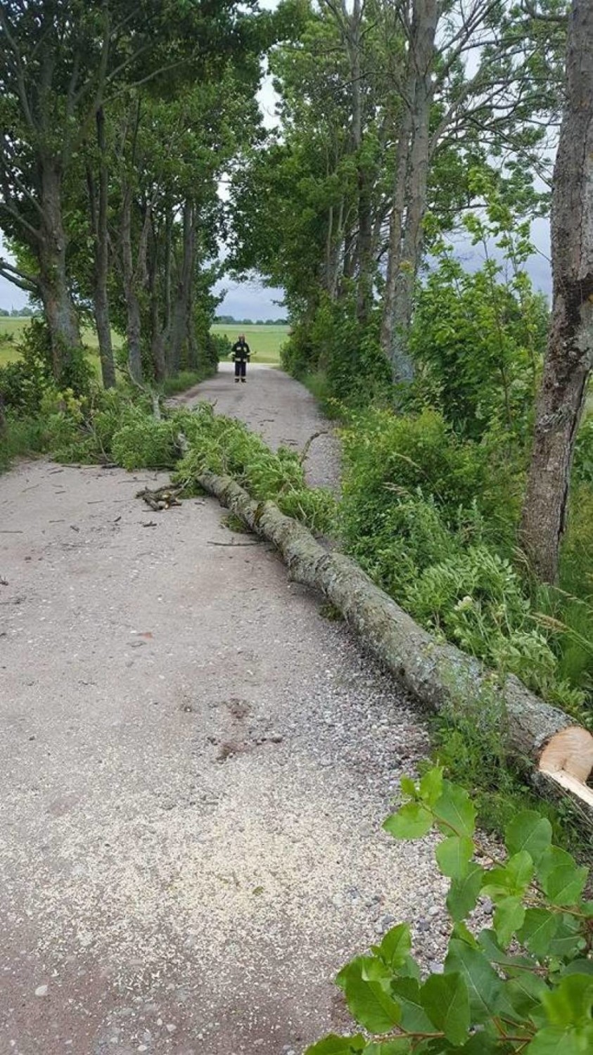 Skutki burzy i ulewy - drzewo powalone na jezdnię w Lisewie