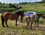 Konie i bydło w niebezpieczeństwie na Sądecczyźnie? Złodzieje obserwują pastwiska i robią zdjęcia. Hodowcy mają się na baczności