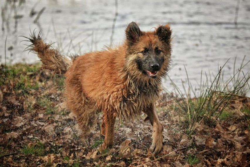 Kita szuka domu z ogrodem. Oferta Adopcyjna TOZ Goleniów