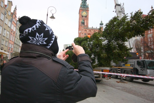Świąteczna choinka została przywieziona do Gdańska i stanęła na Długim Targu