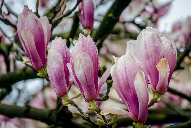 W Wałbrzychu zakwitła 200-letnia magnolia na Starym Zdroju. To najpiękniejsze drzewo w mieście