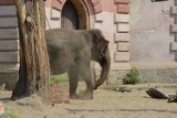 Międzynarodowy Dzień Słonia już dziś. Oto słonie z wrocławskiego zoo (ZDJĘCIA)