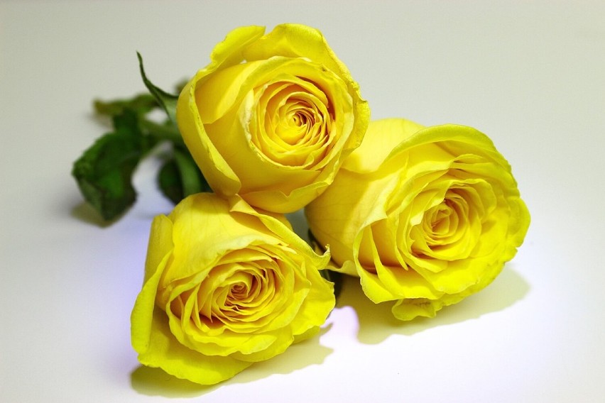 żółta róża - jestem o Ciebie zazdrosny