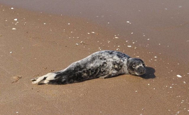 Krynica Morska. Jak donosi WWF Polska w sobotnie popołudnie na plaży w nadmorskim kurorcie odpoczywała foka szara. To coraz częstszy widok na nadbałtyckich plażach.