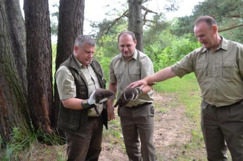 Młode wydry powróciły do lasu