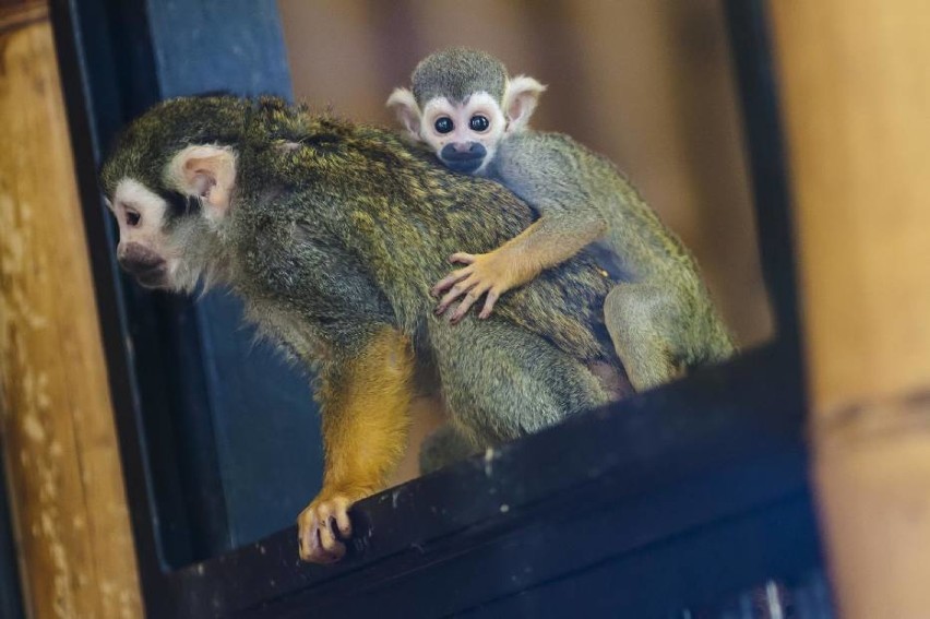 Ferie Zoo Warszawa - dużo atrakcji i możliwość spotkania z...