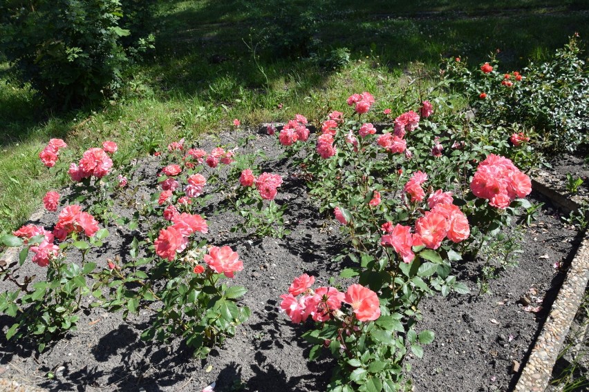 W Parku Śląskim zakwitły róże ZDJĘCIA