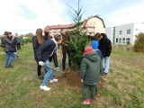 W Wałbrzychu zaczęli sadzenie drzew. Na początek Podzamcze!