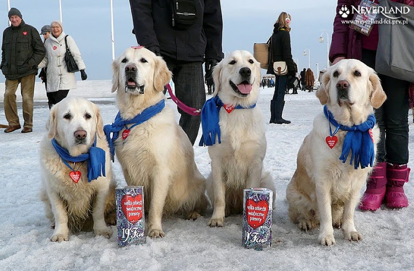 Psy rasy golden retriever już po raz szósty będa grały w ...