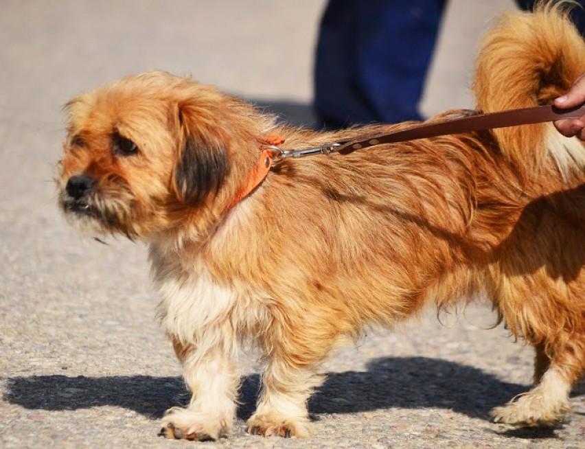 Nie kupuj, adoptuj: Pokochaj bezdomnego psa