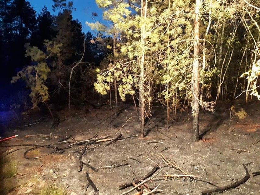 Gmina Żytno: pożar poszycia leśnego w Załawiu