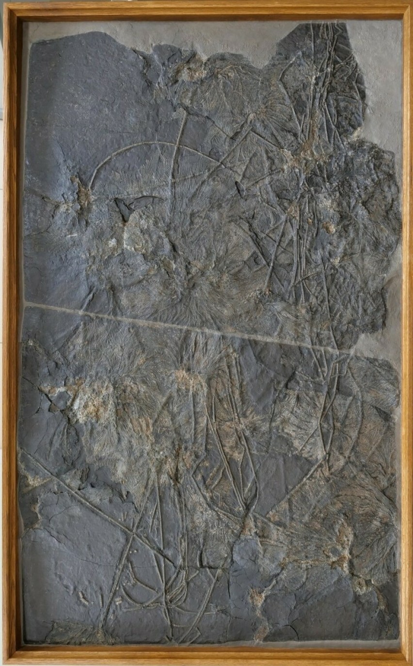 Skamieniałości sprzed 180 mln lat w Centrum Edukacji Przyrodniczej UJ. Wśród nich kompletny szkielet ichtiozaura