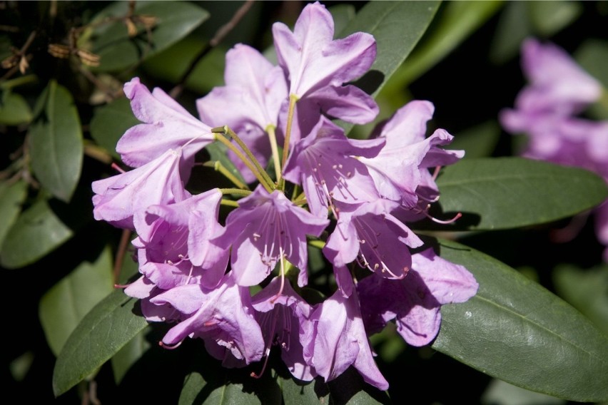 Od niedzieli rusza nowy sezon w Wojsławickim Arboretum (ZDJĘCIA)