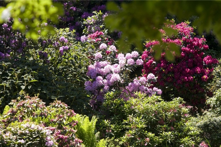 Od niedzieli rusza nowy sezon w Wojsławickim Arboretum (ZDJĘCIA)