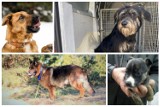 Białystok. Psy ze schroniska dla zwierząt. Zobacz nowe czworonogi do adopcji w sierpniu 2022 r. One czekają na nowy dom (zdjęcia)