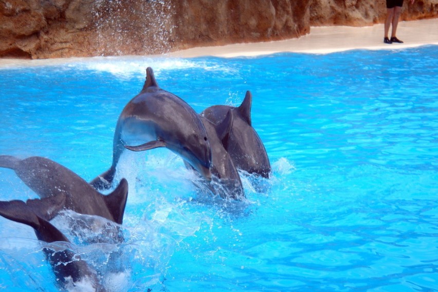 Delfiny wykonują różne zadania.  Fot. Isabella Degen