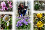 Krokusy w Ogrodzie Botanicznym UKW w Bydgoszczy kwitną na potęgę. Kwiatów są tysiące! [zdjęcia]
