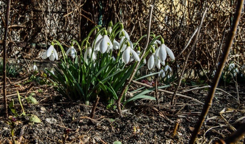Przebiśniegi w Botaniku UWK zapowiedziały wiosnę już na...