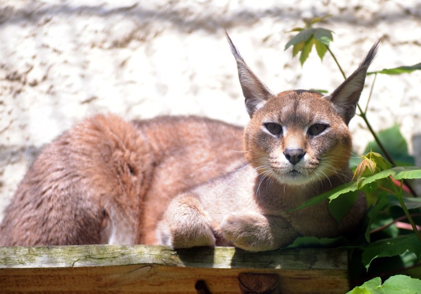 Kup zabawkę ulubieńcowi z gdańskiego ZOO lub zaadoptuj go...