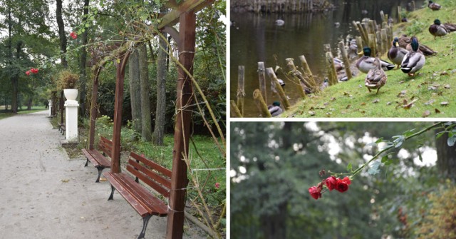Piękna, Polska jesień również w Nowym Tomyślu! Odwiedziliśmy Park Feliksa 
