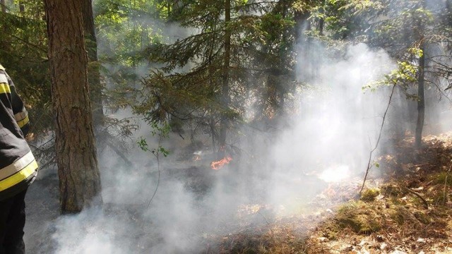 Plaga pożarów lasu w Grudziądzu. W sobotę grasował podpalacz!