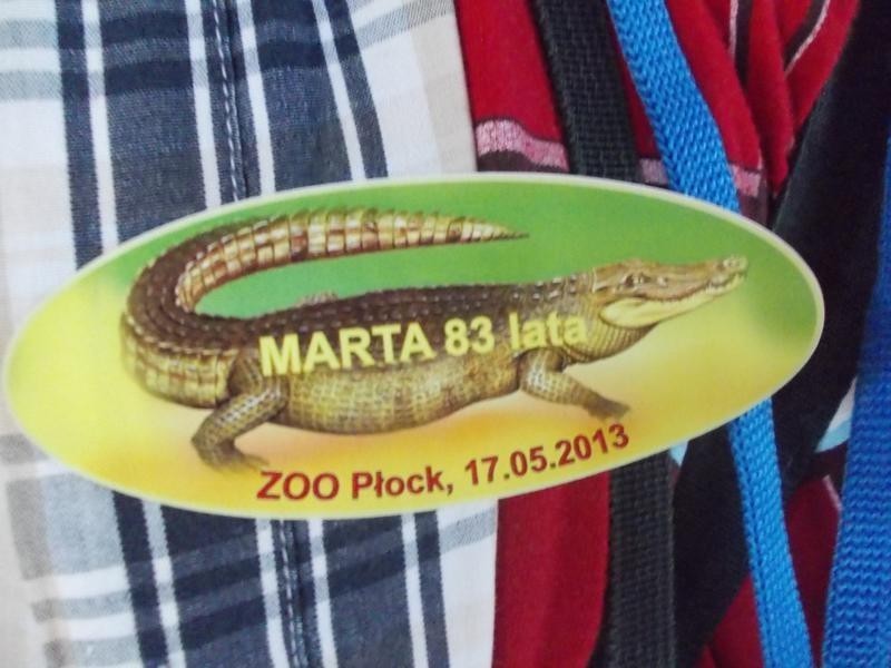 83. urodziny aligatorzycy Marty w płockim zoo