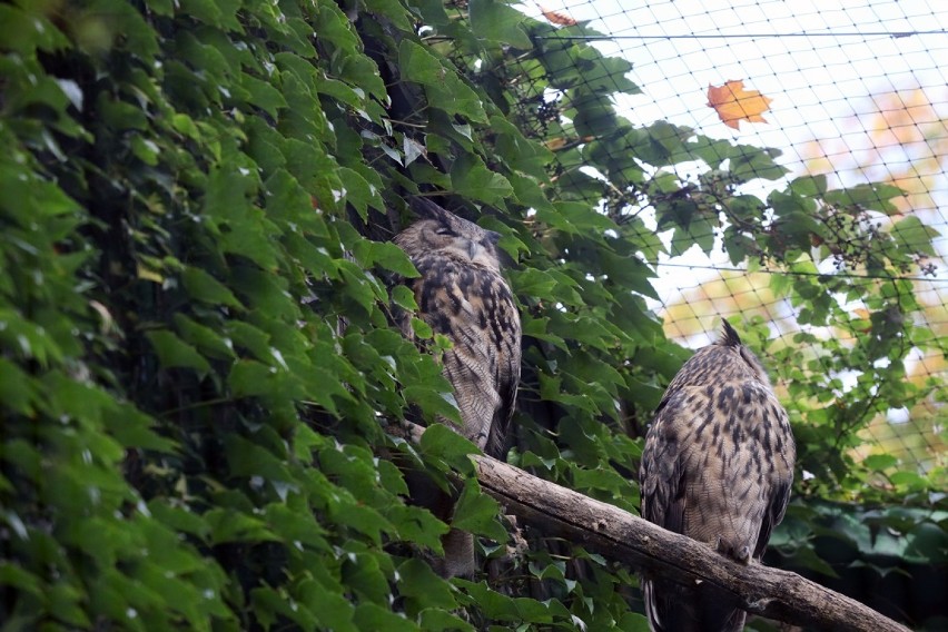 Jesień w Parku Wrocławskim, sporo zwierząt nie chowa się w budkach