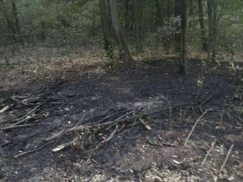 W gminie Wilkołaz w lesie wybuchł pożar