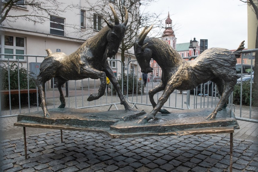 Poznańskie koziołki po raz kolejny zmieniają miejsce pobytu....