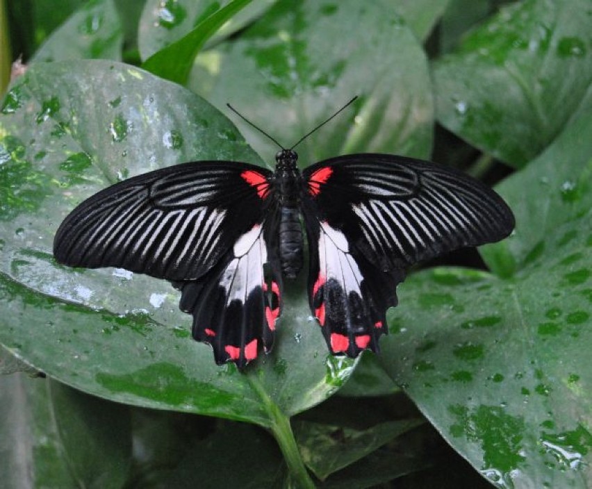 Duże, małe, kolorowe i udające sowę... Egzotyczne motyle...