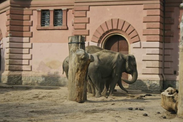 Słonie z wrocławskiego zoo