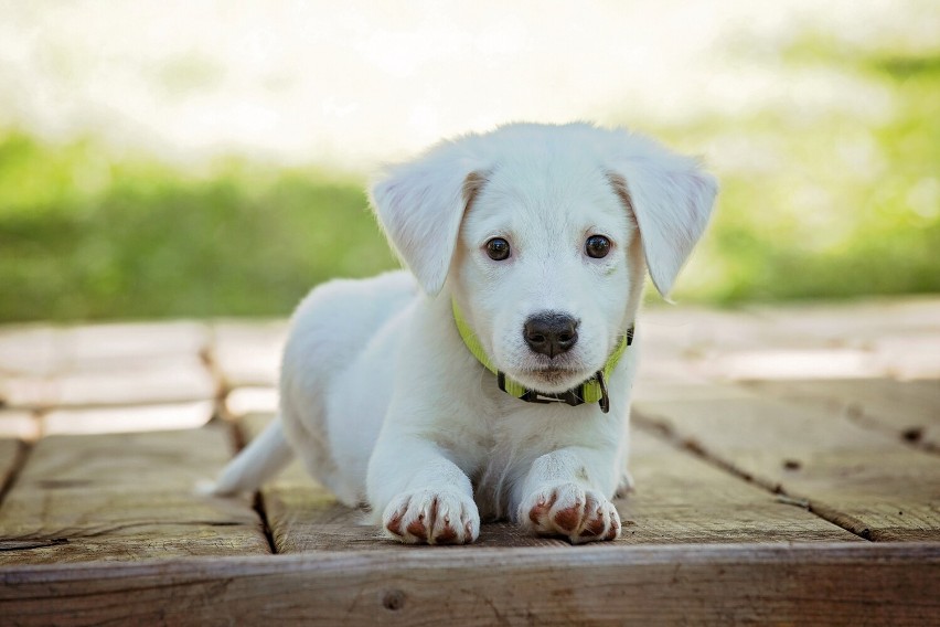 Dziś Dzień Psa. Jak zapewnić pupilowi opiekę podczas naszej nieobecności? Gdzie w Rzeszowie i okolicy adoptować psa?